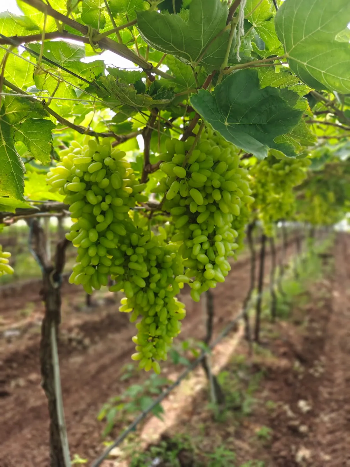 Grapes Green Seedless